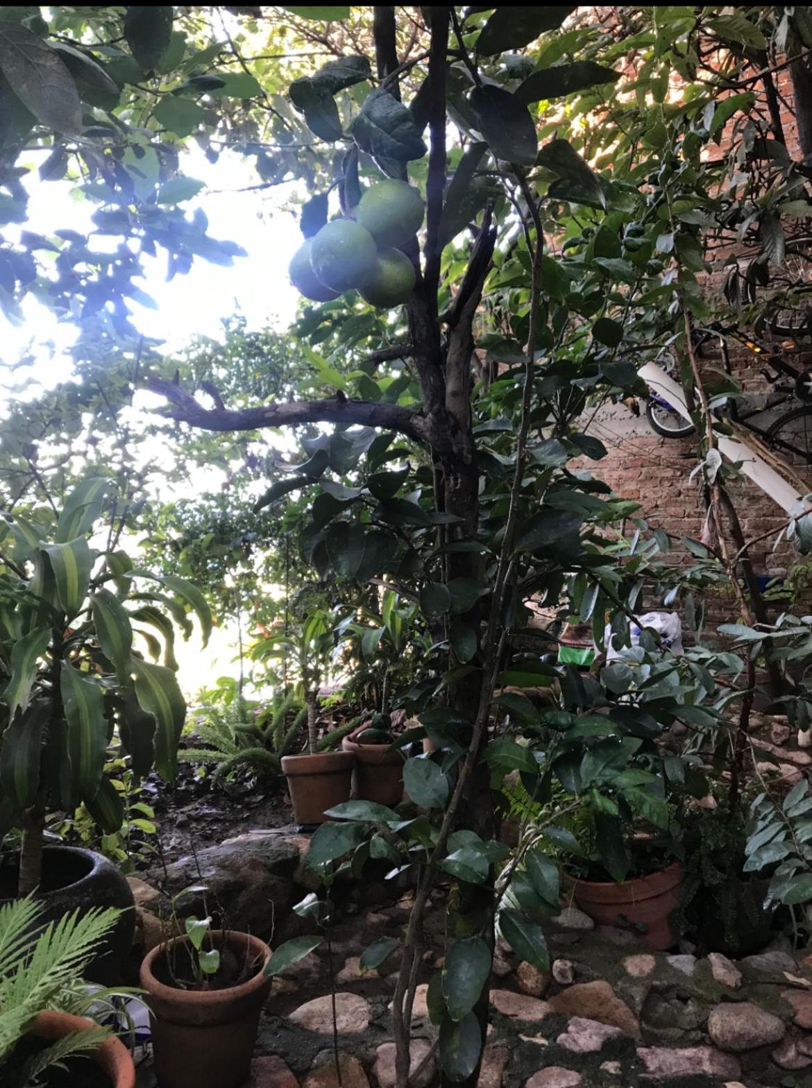 Casita Mellado * Guanajuato