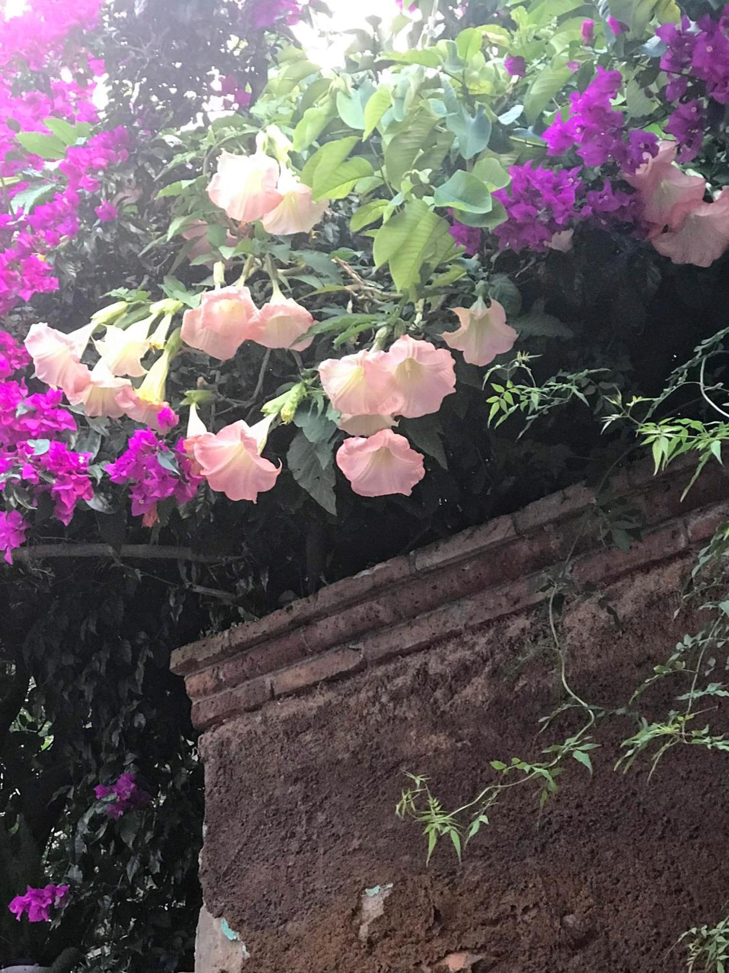 Casita Mellado *